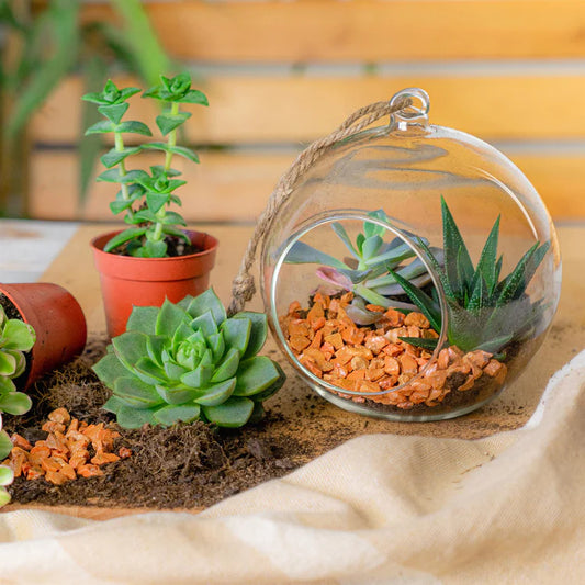 Glass Terrariums